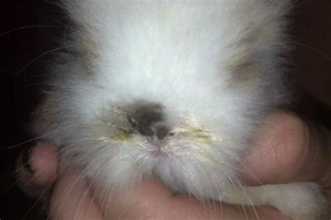 Snuffles in Rabbits: Symptoms, Causes, Treatment, Recovery, Cost ...