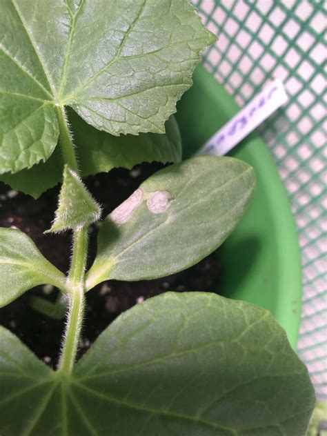 Is this normal? My cucumbers first leaves are starting to look like ...