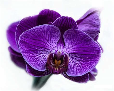 Imágenes y Fotos de Orquídeas【 Todos los Colores de Orquídeas