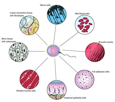 Cell Specialization and Differentiation | TEKS Guide