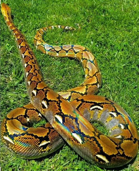 Pin by Alan Goldizen on Animals | Pet snake, Reticulated python, Creepy ...