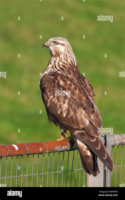 Ruigpootbuizerd; Rough-legged Buzzard Stock Photo - Alamy