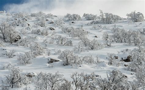 10 increíbles fotos de la nieve en el pico más alto de Israel | ISRAEL21c