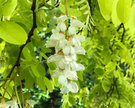 Robinia pseudoacacia Frisia | GardensOnline