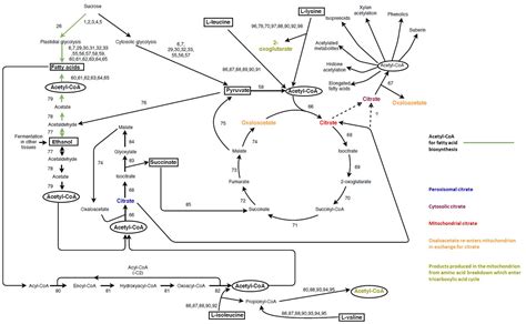 Frontiers | Xylan in the Middle: Understanding Xylan Biosynthesis and Its Metabolic Dependencies ...