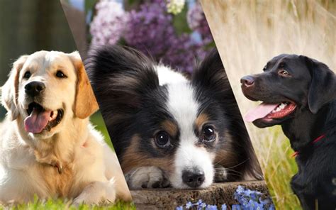 Best Breeds for Beginners - Choosing Your First Dog | Pet Facts Blog