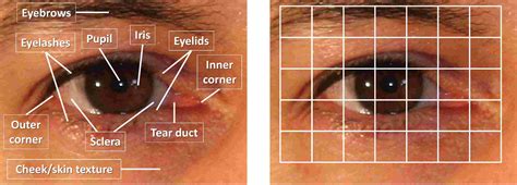 A Survey on Periocular Biometrics Research | DeepAI