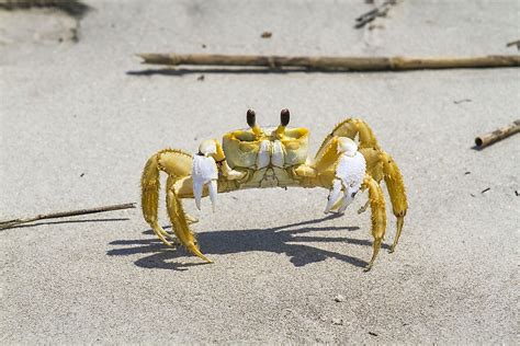 The World's Most Stunningly Yellow Animals - WorldAtlas