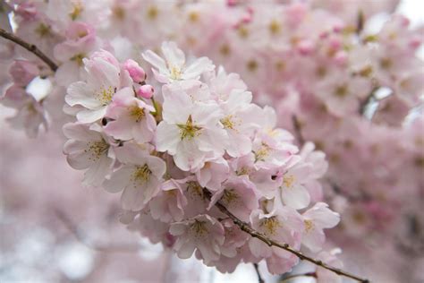 Washington DC Cherry Blossom Season 2023: Where To Stay - Travelling Road