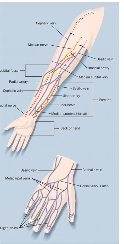 Download scientific diagram | The superficial veins of the forearm and ...