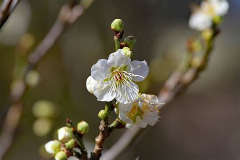 Plum Blossoms Spring Flowers - Free photo on Pixabay - Pixabay