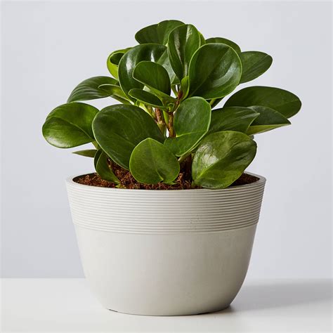 Baby Rubber Plant (Teardrop Peperomia) | Plants.com