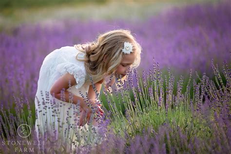 Lavender Photography in 2020 | Lavender farm, Growing lavender, Lavender