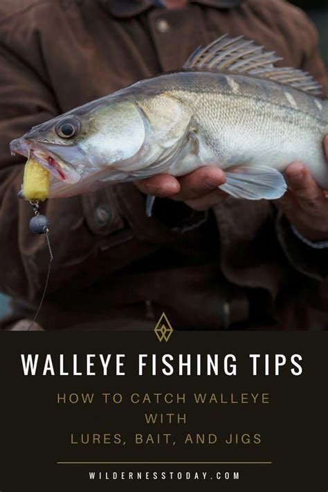 Walleye Fishing Tips: How to Fish for Walleye and Catch Them | Trout fishing tips, Walleye ...