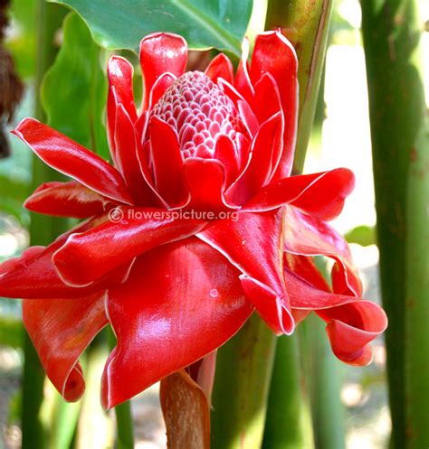 Torch ginger | Etlingera elatior