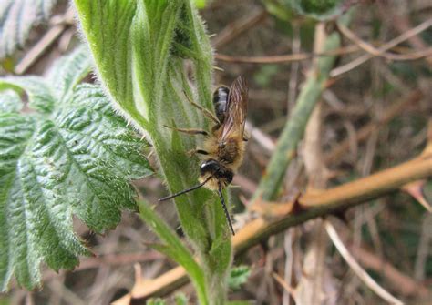 Chocolate Mining Bee | Gedling Conservation Trust, Nottingham