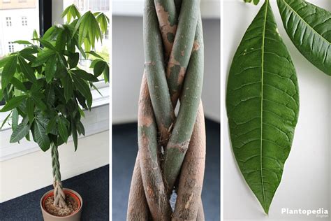 Braided Money tree, Pachira aquatica - How to care - Plantopedia