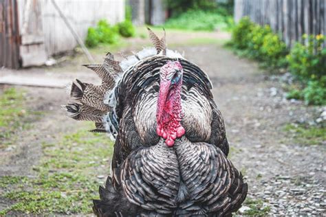 A Large Turkey Bird Walks on a Farm Alone. Breeding Birds in the Farm Conditions Stock Image ...