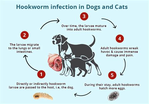 Hookworm infection in Dogs and Cats