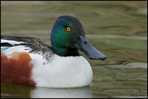 Characteristics - Northern Shoveler