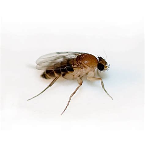 Phorid Fly