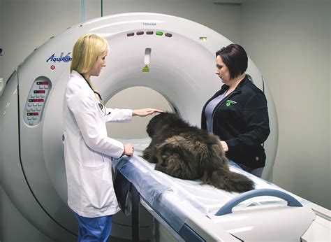 Capital Area Veterinary Specialists | Baton Rouge, LA 70816 > Our Services > Neurosurgery