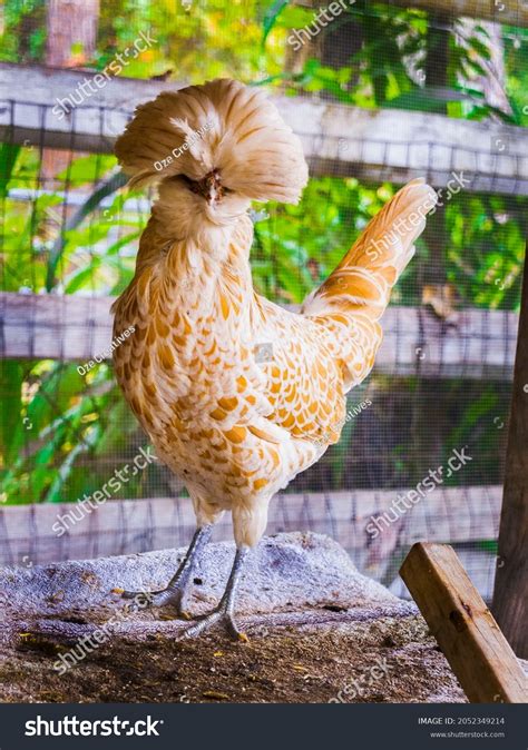 Pollo de cabeza suave en color Foto de stock 2052349214 | Shutterstock