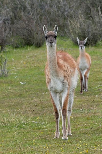 Premium Photo | Guanacos (lama guanicoe), torres del paine national ...