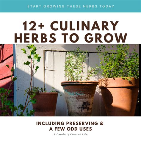 12+ Culinary Herbs to Grow - A Carefully Curated Life