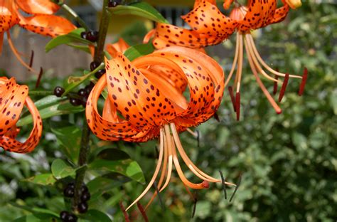 How to Grow and Care for Tiger Lilies