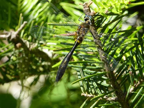 Baby dragonflies serve as sentinels for toxins in National Park waters | Quetico Superior ...