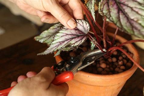 Propagating Begonia Rex | Propagation | The Gardener : The Gardener