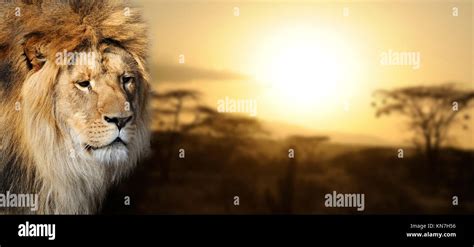 Lion portrait on savanna landscape background at sunset Stock Photo - Alamy