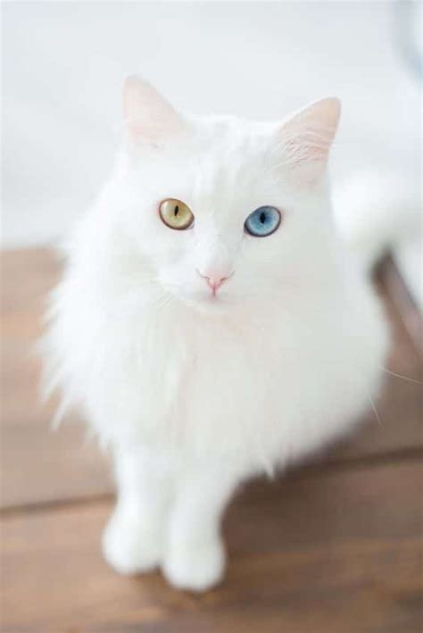 Odd Eyed Cats How Amazing! - Cats In Care