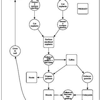 Flow chart summarizing Plant cell and tissue culture experiments ...