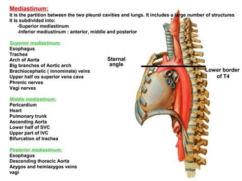 56 mediastinum | PPT