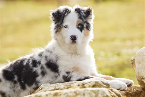 Chien de berger race - Chien bonheur