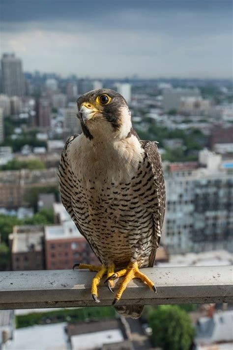 Diary of an urban peregrine falcon nest in Chicago – in pictures ...