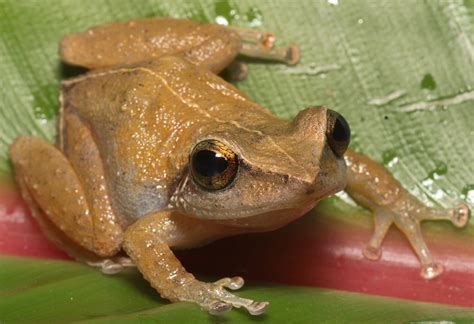 Grab your earplugs. Invasive coqui frogs gain foothold in California ...