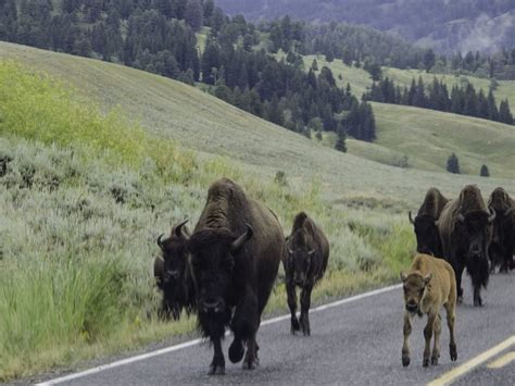 Bison Herd in Yellowstone National Park | Smithsonian Photo Contest | Smithsonian Magazine