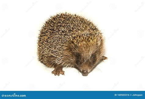 Hedgehog Animal with Spikes Isolated Stock Photo - Image of needle, studio: 169503316