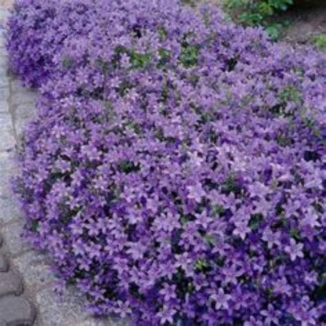 Colorful Landscaping Ideas with Low Maintenance Flower Bushes - Hoommy.com | Colorful ...