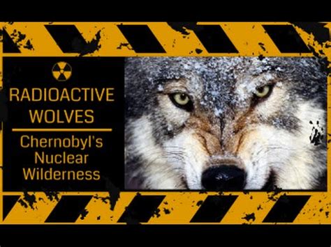 Mutant Wolves Of Chernobyl - Radioactive Mutations - Full Documentary ...