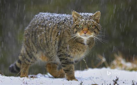 Suzy's Animals of the World Blog: THE EUROPEAN WILDCATS