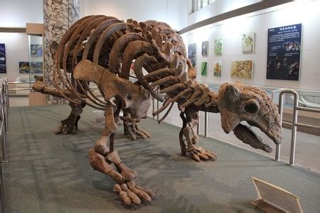 Ankylosaurus Dinosaur Diet, Habitat & Fossils | Study.com