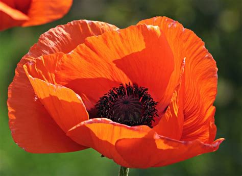 Free picture: red poppy, flower, garden, petal, blossom, horticulture, ed flower