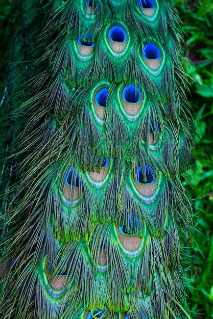 Premium Photo | Close-up of a peacock's tail. feathers on the tail of a ...