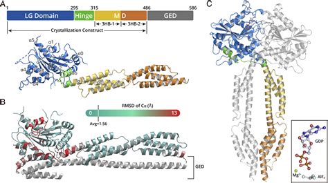 Structural basis for GTP-induced dimerization and antiviral function of ...