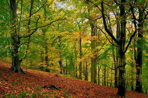 The Beech Woods © Rod Trevaskus :: Geograph Britain and Ireland