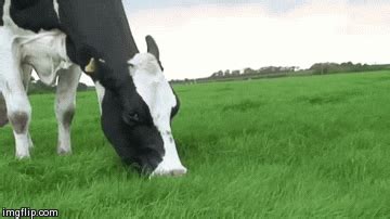 Grass GIF - Find & Share on GIPHY